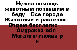 Нужна помощь животным попавшим в беду - Все города Животные и растения » Отдам бесплатно   . Амурская обл.,Магдагачинский р-н